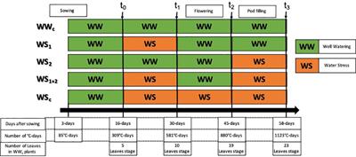 Memory or acclimation of water stress in pea rely on root system's plasticity and plant's ionome modulation